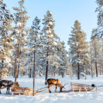 Lapland-Holiday-Experience-1