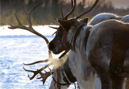 Finnish-Lapland